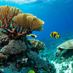Diving in April**

"Underwater scene of vibrant coral reefs in New Caledonia, crystal clear turquoise water, diverse marine life including colorful fish and sea turtles, sunny conditions, April, perfect anatomy, natural proportions, underwater photography, high quality, safe for work, appropriate content, professional, family-friendly."

**